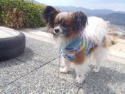 迷い犬パピヨン2012.3.24