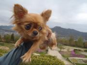 チワワ2012.4.21②