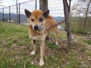 MIX迷い犬♀2012.4.21