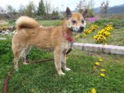 迷い犬MIX♀2012.4.21