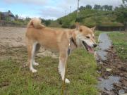 ♀柴犬2011.8.21