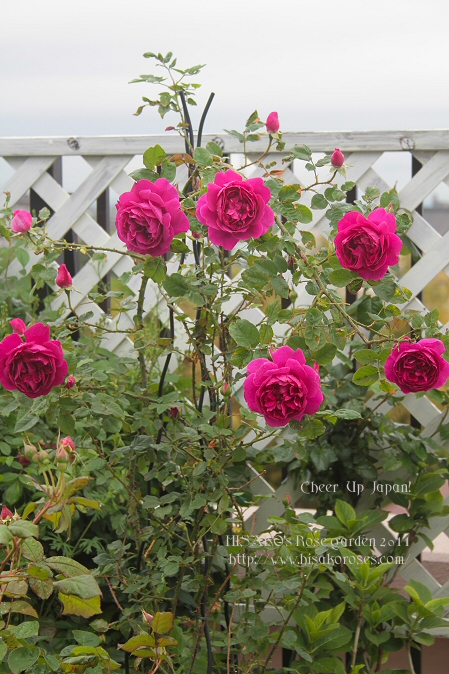 Under the rose