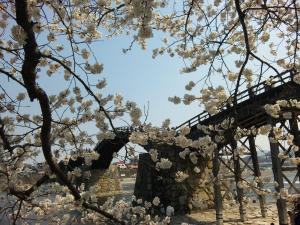 岩国 錦帯橋と桜/Iwakuni Kintaikyo bridge with cherry blossom