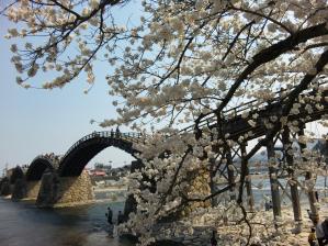 岩国 錦帯橋と桜/Iwakuni Kintaikyo bridge and cherry blossom