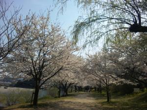 岩国 桜並木/Iwakuni row of cherry trees