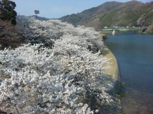 岩国 錦帯橋から見た桜並木/Iwakuni the row of cherry trees from Kintaikyo bridge