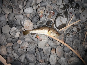 DSCF0353001.jpg