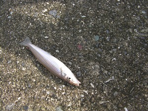 SANY5745.jpg