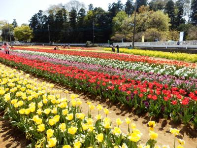 あけぼの山農業公園8