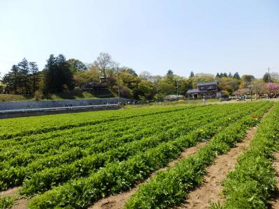あけぼの山農業公園11