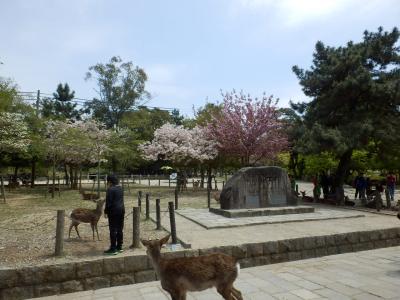 奈良公園25