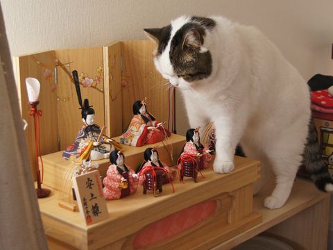 これなんだ