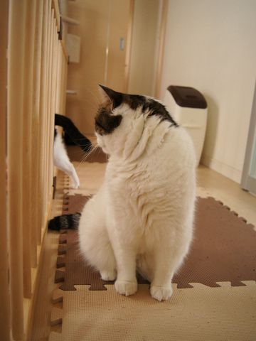 ジャマすんなよ~
