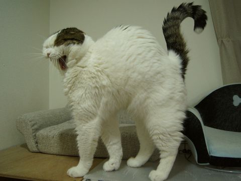あくび最高潮