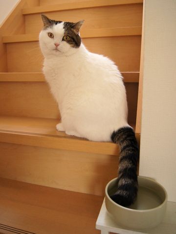 階段にたたずむもち