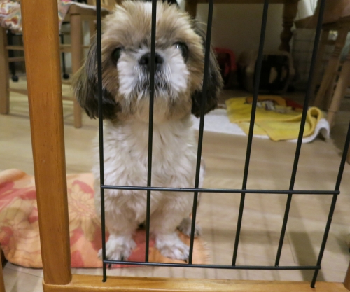 りささん