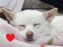 20130317わん