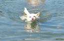 20130720海水浴1