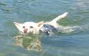 20130721海水浴2