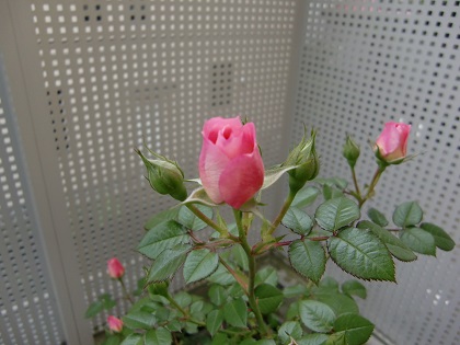 CIMG2134.jpg