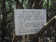 ウバメガシ2