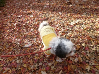 狭山公園