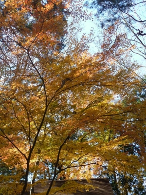 石神井公園2013年晩秋