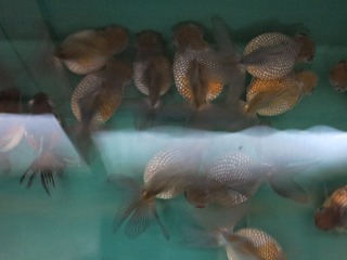 IMG_3456.jpg