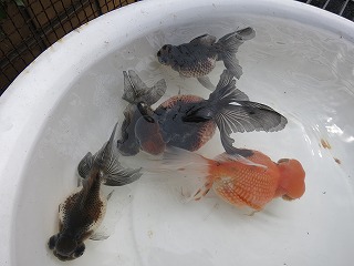 s-IMG_3717.jpg