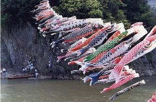 s-江の川 鯉