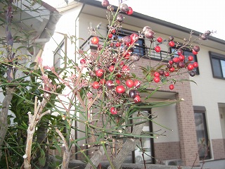 s-IMG_2728.jpg