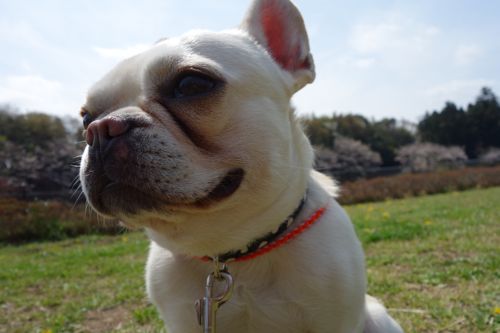 osanpo-20130401-2.jpg