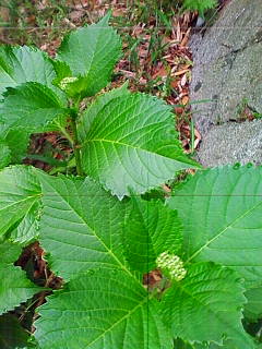 201305210613.jpg