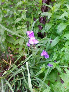 201305270635.jpg