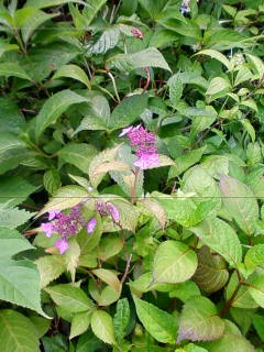 201305271204.jpg