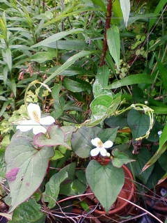 201305271206.jpg