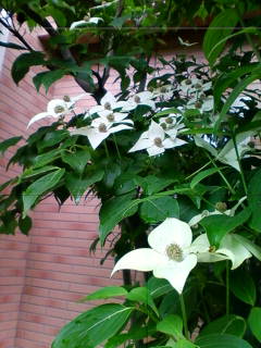 201305301004.jpg