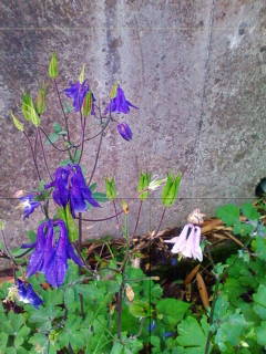 201305310615.jpg