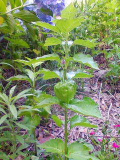 201306291514.jpg
