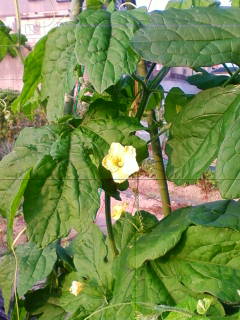 201307100604.jpg