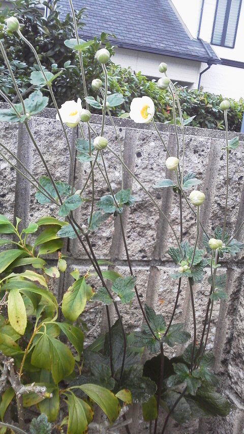 2014100106550000.jpg