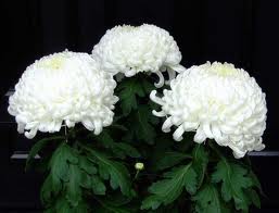 images_20130722084526.jpg