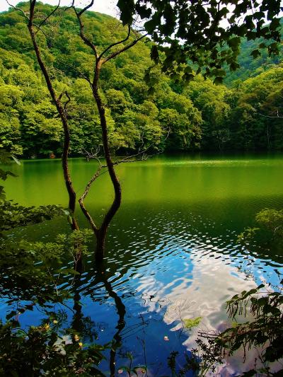 白神山地