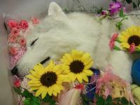 momoka_july23 (9)