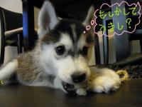 fuka_004.jpg