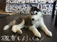 fuka_006.jpg