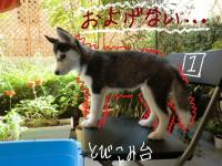 fuka_009.jpg