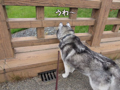 何かいるよ
