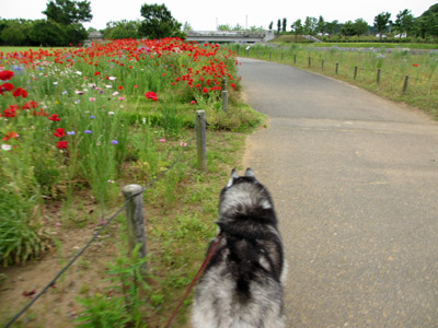 千波公園