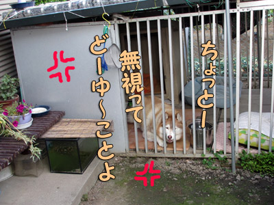 リリーちゃん